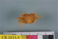 藏品(絨毛近方蟹)的圖片